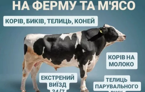 Купить ВРХ Коров Лошадей Бычков Тёлки Телята На Мясо На Содержание