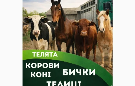 Закуповуємо врх на м'ясо та на тримання. корови. коні. бички.телиці.телята