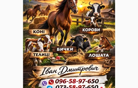 Закуповуємо ВРХ Корови Коні Бички Телиці Телята На М'ясо Та На Тримання
