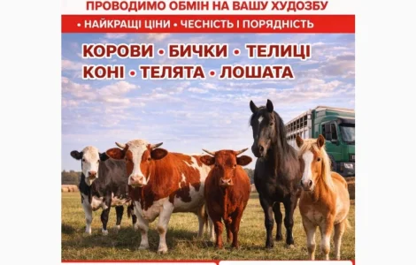 Закупаем ВРХ: коровы, бычки, телята, кони для мяса и содержания