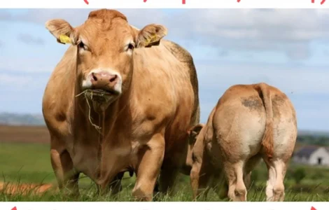 Куплю худобу (бики