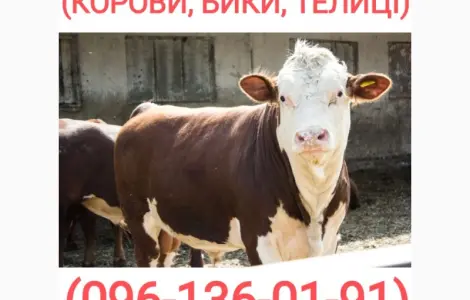 Куплю скот (быки
