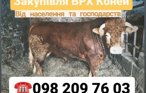 Куплю ВРХ Вінницька Хмельницька Житомирська Тернопільська Київська Черкаська