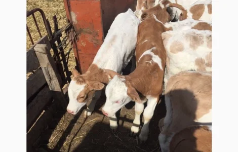 Продаются бычки телята