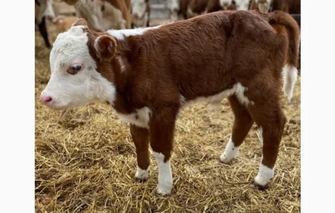 Телята бычки сементал голштыны