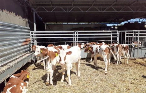 Бычки телята симменталы