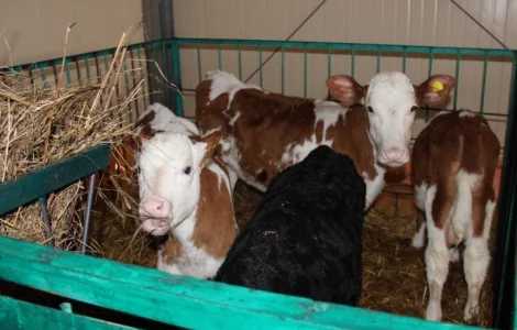 Продам Бычки телята тёлочки