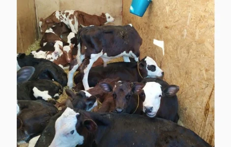 Продам Бычки телята продажа оптом