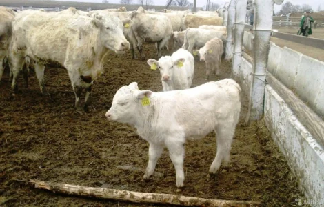 Продам Бычки телята тёлочки порода швиц