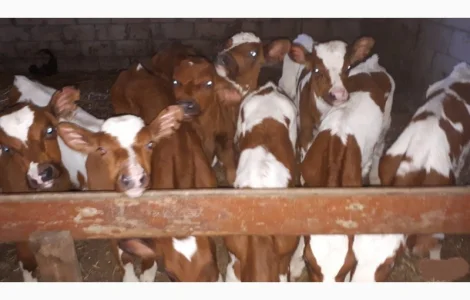 Бычки телята тёлочки