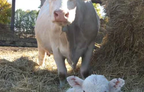 Продам бычки от двух недель до 1