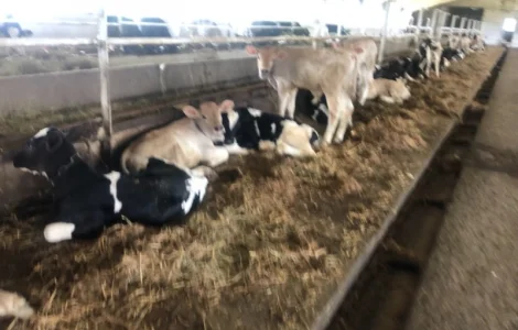 Бычки телки шароле Швиц