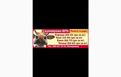 Закупівля ВРХ корови бики