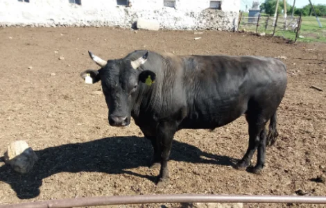 Заготівля ВРХ Коней на території Хмельницької