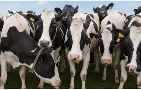 Buy Pregnant Holstein Heifer Cattle, Sheep, Lambs, pigs of all kinds online