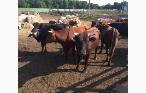 Срочно продам от производителя коровы. На экспорт и по Украине от 100 голов