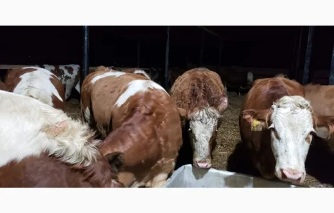 Продам от производителя. Голштинскую и Семинталь породы коровы