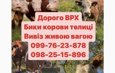 Врх куплю