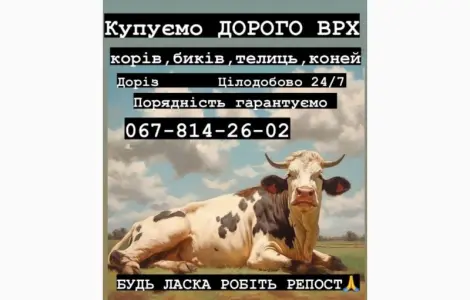 Куплю врх быки коровы