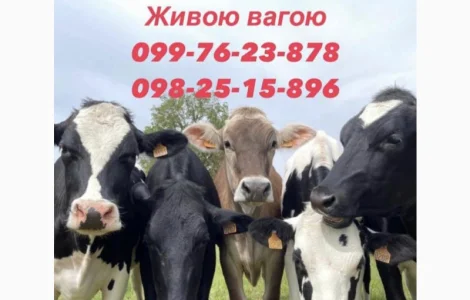 Закупка коров Быков телок
