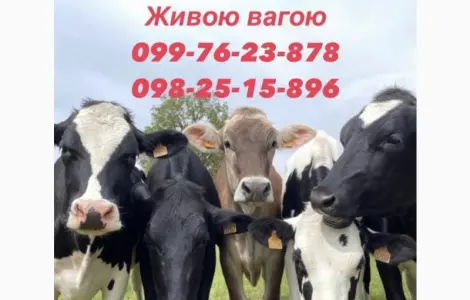 Закупка коров Быков телок
