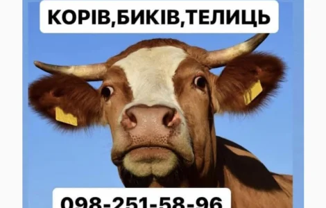 Купуємо врх ДОРОГО корови бики