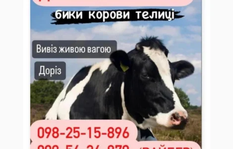 Куплю корів биків