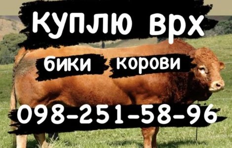 Корови бики телиці куплю