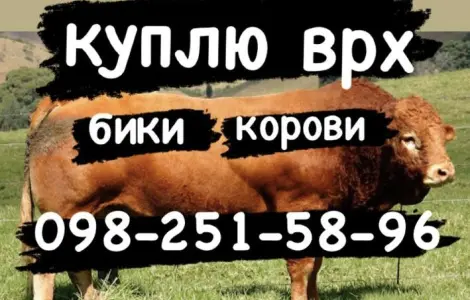 Корови бики телиці куплю