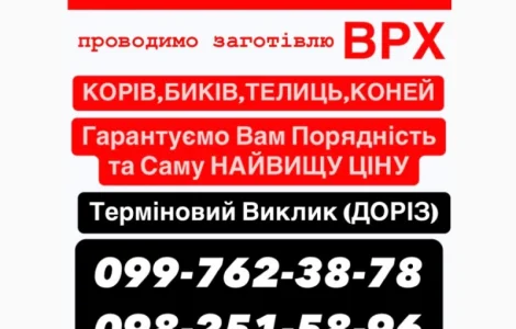 Мясокомбинат закупает КРС