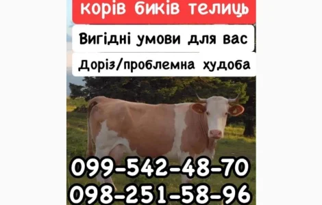 Закупка КРС