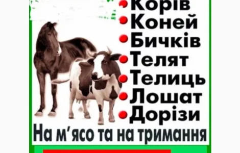 Скуповуємо ВРХ