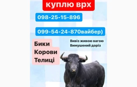 Закуповуємо ВРХ по всій Харківській області