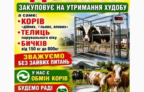 Мясное Предприятие проводит Заготовку КРС