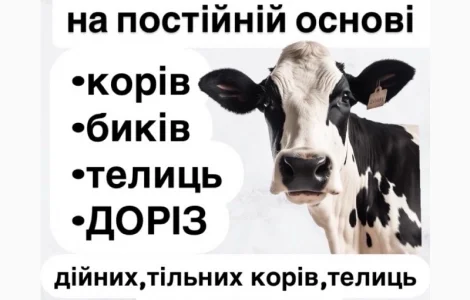 Скуповую корів по населенню на ферму та мʼясо
