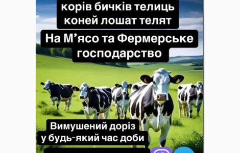 Куплю ВРХ корів