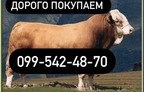 Куплю ВРХ