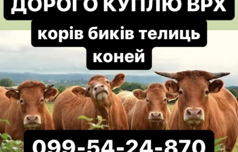 Купляємо корів бичків телиць на мʼясо