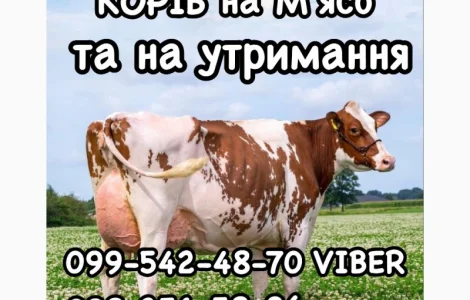 Фермерське господарство «МРІЯ» закуповує ВРХ на утримання та забій
