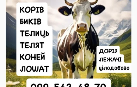 Постійно закуповуємо ВРХ корови бички