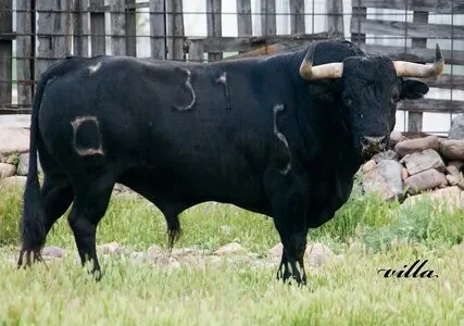 Быки, КРС, коровы
