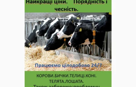 Купую ВРХ дорого цілодобово