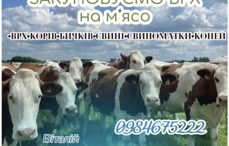 Врх дорого купуємо