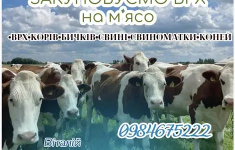 Врх дорого купуємо