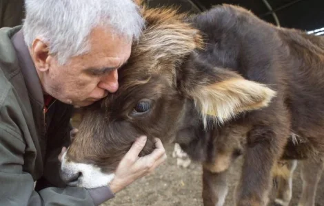 Куплю ВРХ корову Іванківський район Київська область