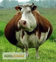 Куплю ВРХ найдорожча ціна