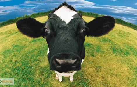 Куплю корову Радомишль