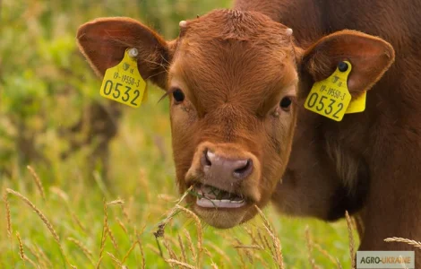 Куплю корову Коростишів