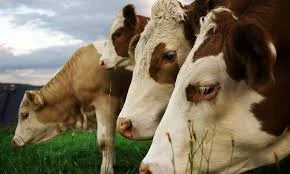 Бики корови