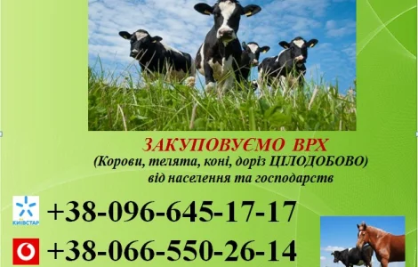 Закупка ВРХ